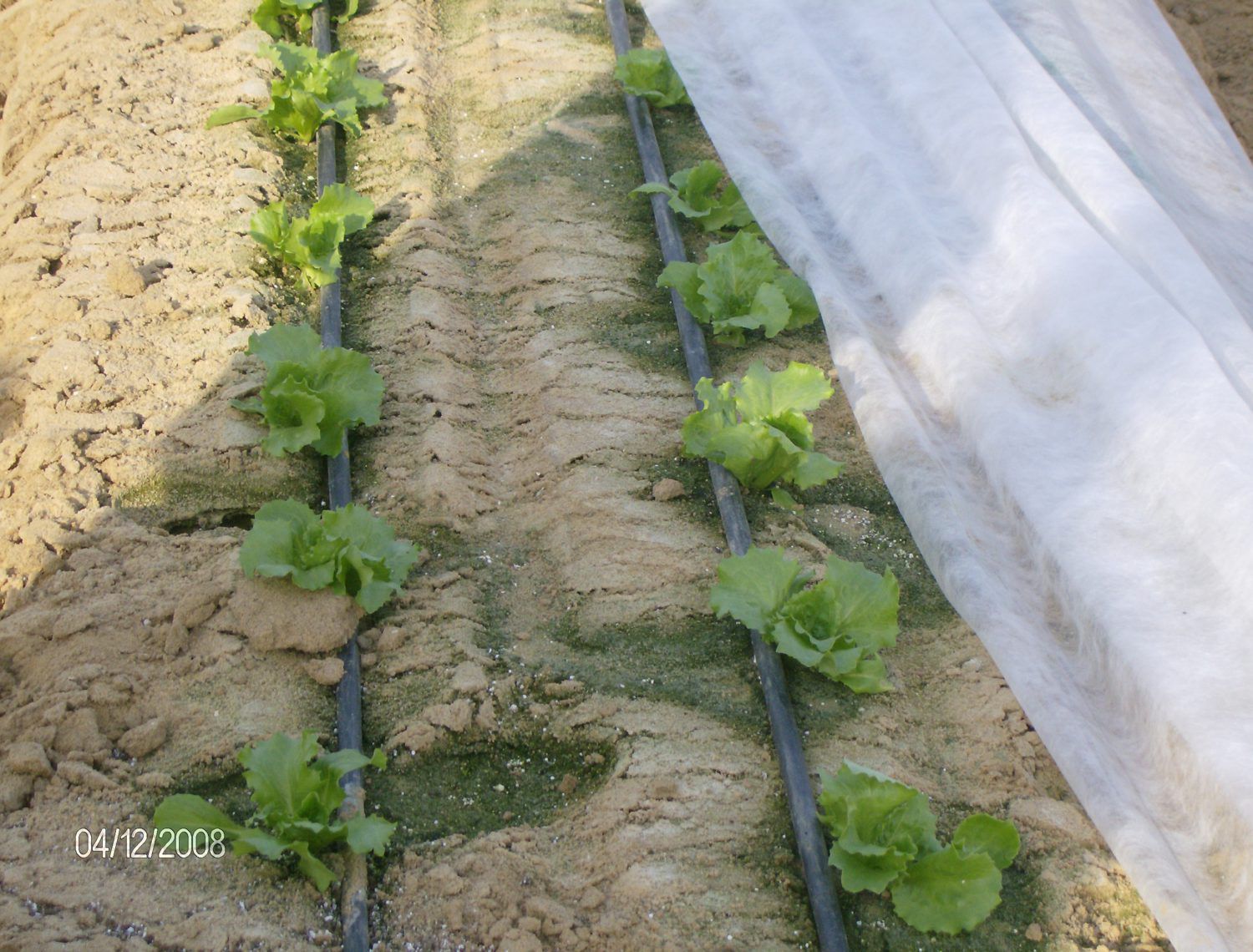 Non Woven Crop cover